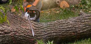 Best Aeration Services  in Leon Valley, TX